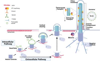 Primary cilia and actin regulatory pathways in renal ciliopathies